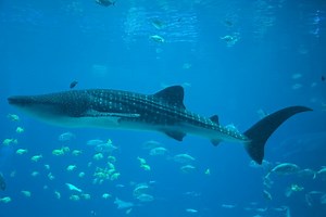 Vulnerable to endangered: whale sharks one step closer to extinction - Australian Geographic