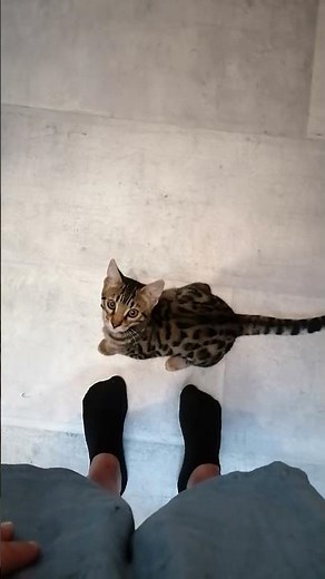 Bengal Katze trainieren