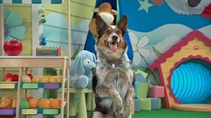 Mutt & Stuff: Volume 7 Episode 1 Doggy Gymnastics!