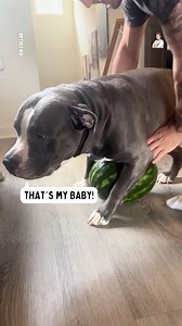 That's his baby! 🍉 | Dad Jokes