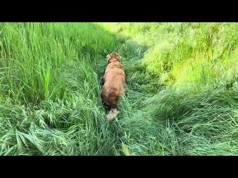 Tried to cross the creek… it didn’t work out.