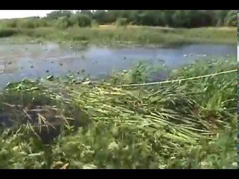 How to cut cattails