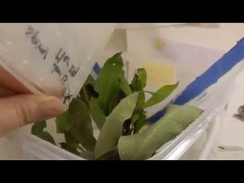 How to set up stick insect eggs for hatching and caring for nymphs...
