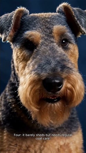 5 Lakeland Terrier Facts! 🐶 #LakelandTerrier #shorts #shortsfeed
