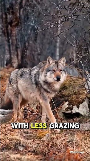 How Wolves Change Rivers 🐺🌊