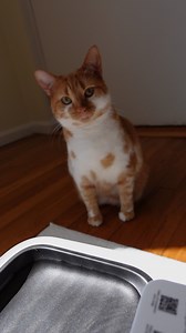 This is critical! 😳 | Sonia The Cat