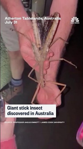 Giant stick insect discovered in Australia