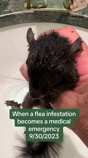 Effective Squirrel Rehabilitation Tips for Beginners