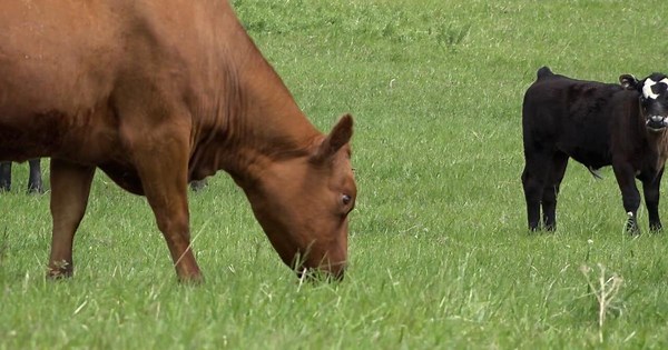 Laramie County ranked #2 for agricultural production within the state