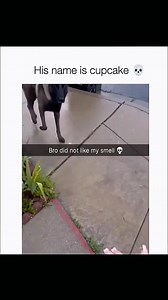 1.5M views · 10K reactions | Funny and cute dogs compilation 藍 殺 | Cuteyfunny | Facebook