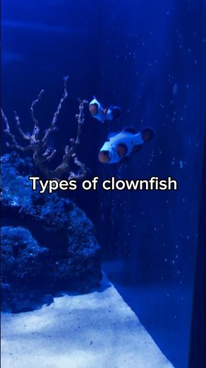 How many types of clownfish are there?