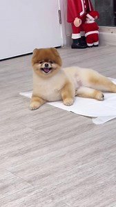 27K views · 553 reactions | So funny pomeranian dog  #pomeranian #dog #foryou #reelsfb #love | Pomeranian lover the world | Facebook