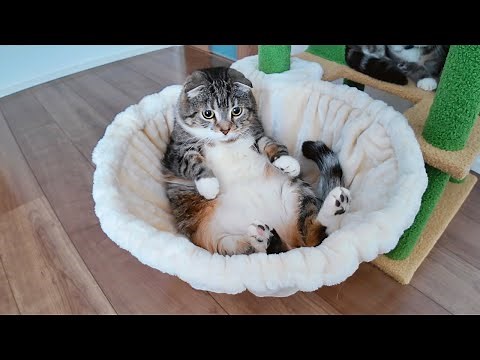 キャットタワーを組み立てたら猫が大喜びでこんな姿に🤣