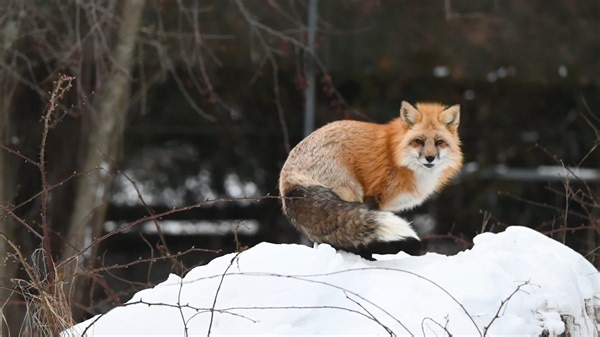 2.2K views · 93 reactions | Red foxes remain active through the...
