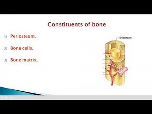 2020 bone part 1: structure of bone