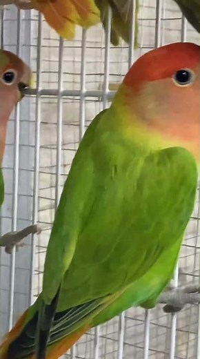 Agapornis inseparables, periquitos de amor o aves del amor.#loroyacodarko