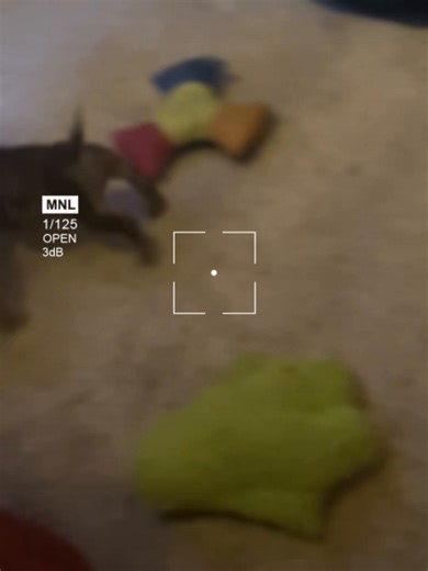 The last puppy off Negra x Lo Mein Black merle female • pretty, confident, and already knows she’s that girl No siblings left to compete with—she’s the finale and she understood the assignment 💅🏽 When the beat drops and you realize you’re the main character ✨ Savage, classy, and rare—just like her. #SavageRemix #puppy #ThatGirlEnergy #microbully #americanbully