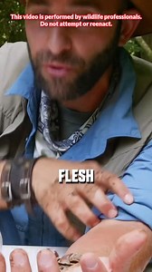 41K views · 480 reactions | “Wallop”? Who says “wallop”?! #executionerwasp #wasp #sting #coyotepeterson | Coyote Peterson | Facebook