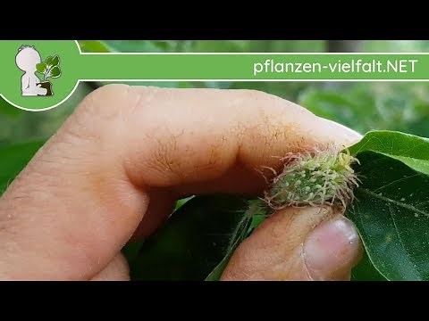 Rotbuche - Kurz nach Blüte - 24.04.18 (Fagus sylvatica) - heimische Bäume bestimmen