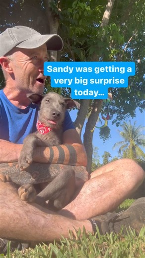 3 weeks ago little Sandy was living in a cave on the beach. He was only 3 months old and he had to fend for himself after being dumped without a mother. No dog deserves that and Sandy was terrified. So much so that he would hide his face in pillows and cushions and go down the back of a sofa.We’ve been making huge progress with him and he now loves playing and has lots of friends. We caught him just in time before he was too scared for life.But today was the biggest news of all. After lots of re