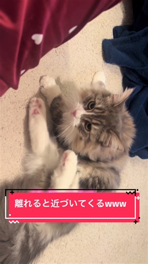 近づいてくるwww #猫のいる生活 #甘えん坊猫 #cat #サイベリアン #癒し動画