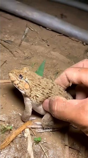 Funny frogs Catching |Wep wep catching frogsfunny |boing catch frogs make you laugh #shortsfeed