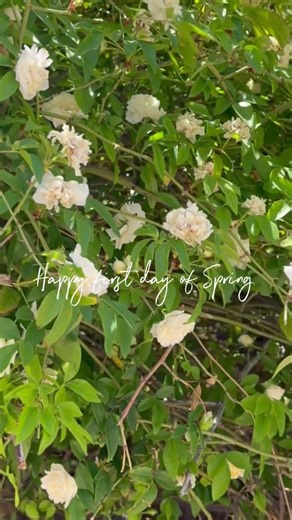 Happy first day of spring #spring #flowers #firstdayofspring #seasons #nature