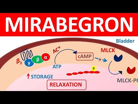 Mirabegron extended release tablets 50 mg || Mechanism, precautions, side effects