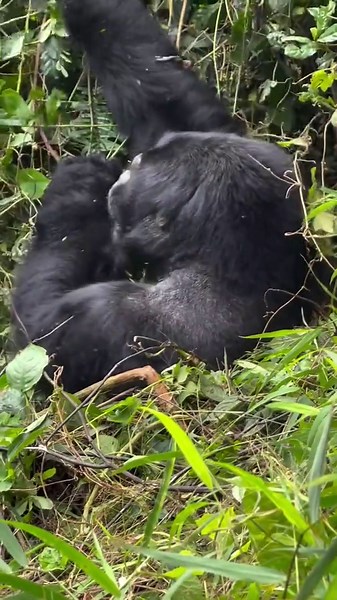 Imagine standing just a few meters away from a wild mountain gorilla… hearing its breath, watching its eyes meet yours… a moment so powerful, it stays with you forever. 🦍✨ Deep in the misty jungles of Bwindi Impenetrable National Park, every step of the trek brings you closer to one of the rarest wildlife encounters on Earth. Guided by expert rangers, you’ll hike through thick forest, listen to nature come alive, and finally meet a gentle giant—the mighty silverback. This is not just a safari… 