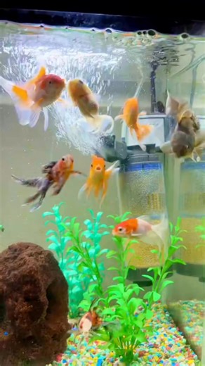 5.2K views · 46 reactions | Aqua scaping, #aquascape #aquarium #AquascapingCommunity #aquascaping #aquascapingworld #aquatic #aquascapinggermany | Aqua.scaping | Facebook