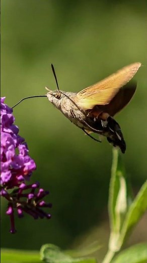 hummingbird moth