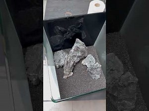 From Empty Glass to Living Landscape 🌊 | Nano Aquascaping Project