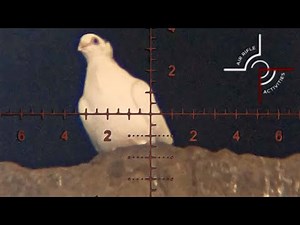 Air Gun vs. Messy Pigeons - the Overpass
