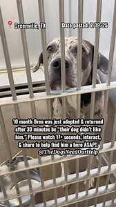 10 month old Oreo was just adopted & returned after 30 minutes due to no fault of his own!!! Oreo was originally surrendered due to family issues and then adopted today & returned after less than an hour bc they introduced him to their resident dog too quickly and said their dog didn’t like him…. Unbelievable! He needs some time to decompress and adjust before being introduced to other dogs in a new environment as every dog does! He is a good boy, dog friendly, & house trained. Catahoula leopard