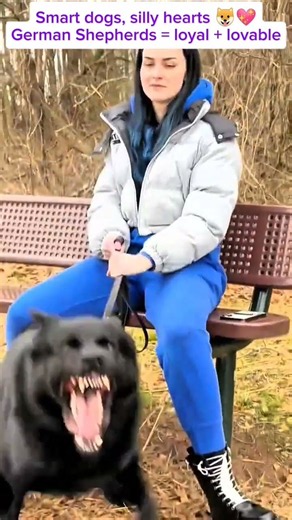 German Shepherds Compilation | Funny & Adorable Moments #petshorts #heartwarming