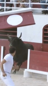 Souvenirs de courses camarguaises #taureaux #taureau #raseteur #camargue #coursecamarguaise #manade #arènes #toriltv #arenes #toril | Toril TV