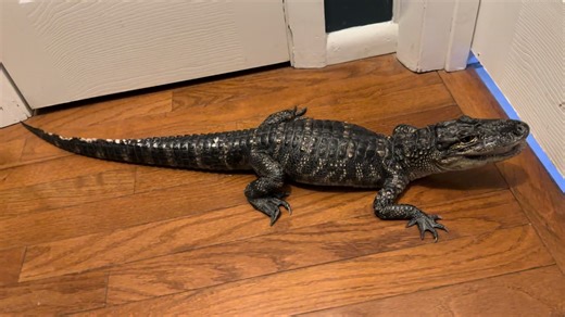 Alligator Facts: Fascinating Insights into These Reptiles