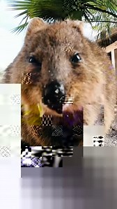 11K views · 119 reactions | coconut crabs are also called robber crabs because they will steal and eat anything that you leave on the beach like shoes, bags, cameras and so on | Brodiemoss | Facebook