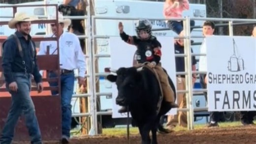 Lil’ Bitty Cowkids Have The Time Of Their Lives Wrangling Hilariously Docile Bulls