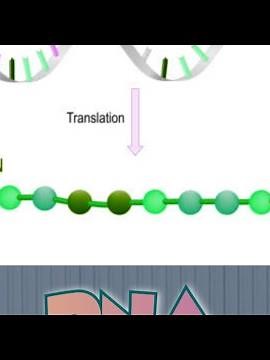 DNA Translation | Ultrastructure of DNA