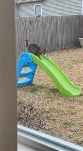 Cats Having Fun: Kitty Plays on a Slide
