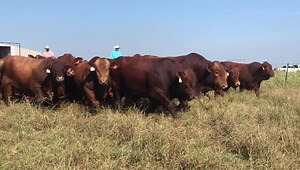 4.6K views · 244 reactions | Hope you are headed to see us Friday, September 27 in Arcadia, Florida! | Beefmaster Bull Sale | Facebook