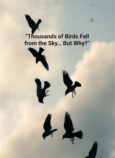 The Mysterious Bird Deaths — Thousands Falling from the Sky | Unexplained Global Mystery