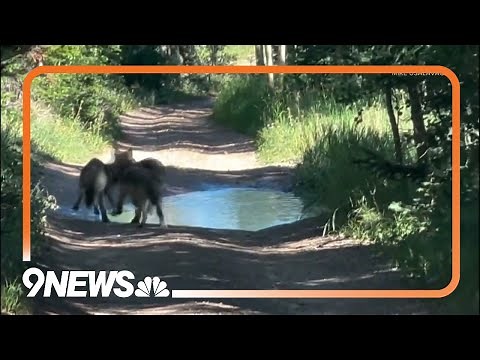 WATCH: 3 wolf pups born in Colorado mountains spotted playing in puddle