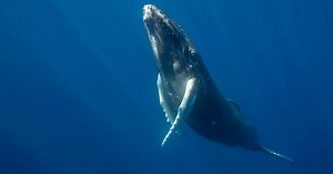 AI helps scientists speak with whales… and aliens?