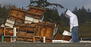 Semi Crash Spills Millions of Bees On Washington Highway
