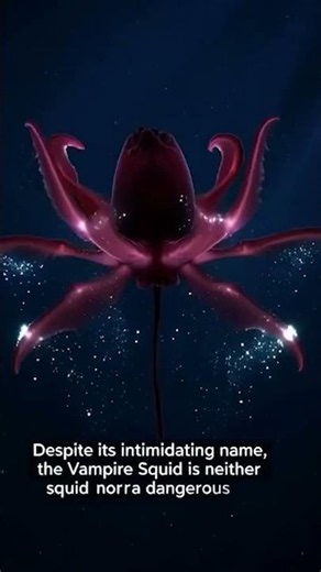Meet the Real Vampire of the Ocean | Vampire Squid Documentary