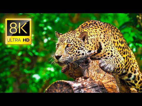 8K WILDLIFE VIDEO | ULTRA HD QUALITY | AFRICA WILDLIFE ANIMAL'S