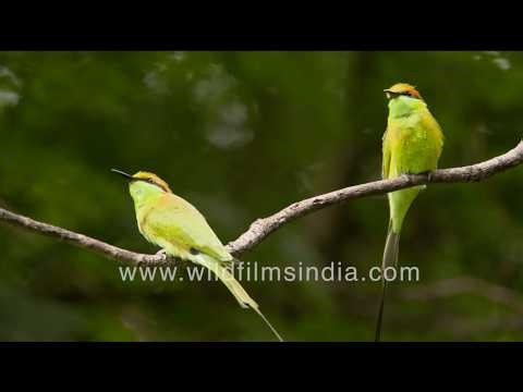 Two Green Bee-eaters are perched on a slender, bare branch against a soft green background