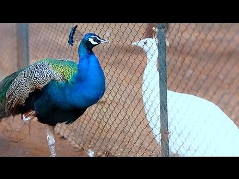 Rare White Peacock Dancing with Indian Peafowl